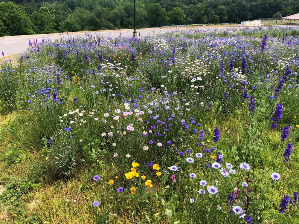 Wildflowers in bloom!