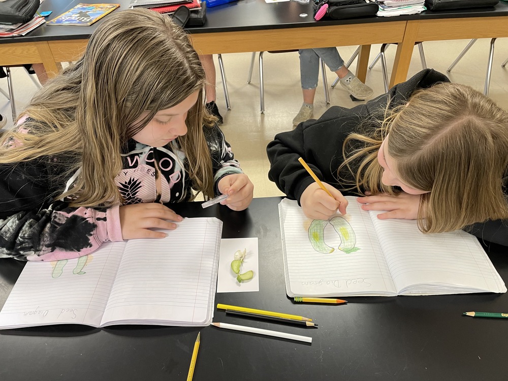 Students illustrating a seed in their journals